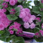 Ageratum houstonianum 'Artist Rose' - Mexicaantje, leverbalsem, donsbloem