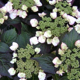 Hydrangea macrophylla 'Charme'