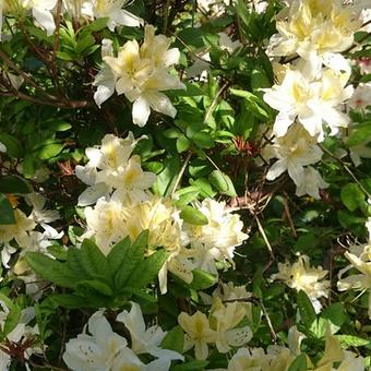 Rhododendron x kosteranum