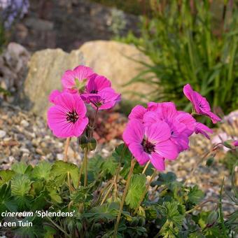 Geranium cinereum 'Splendens'