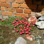 Delosperma cooperi 'JEWEL OF DESERT Garnet' - IJsbloem