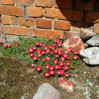 Delosperma cooperi 'JEWEL OF DESERT Garnet'