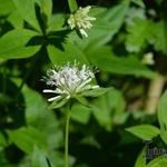 Galium rotundifolium - Walstro