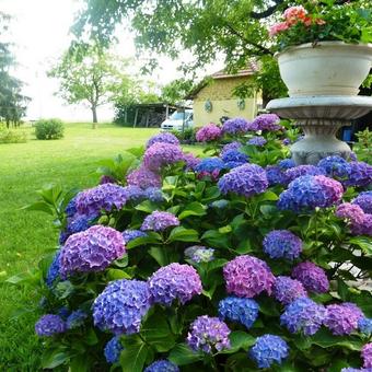 Hydrangea macrophylla