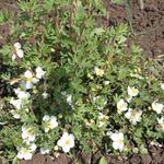 Potentilla fruticosa 'Tilford Cream' - Struikganzerik