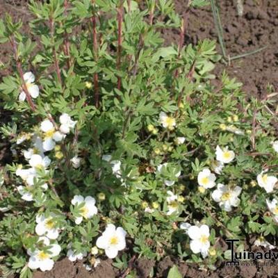 Struikganzerik - Potentilla fruticosa 'Tilford Cream'