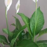 Spathiphyllum - Lepelplant