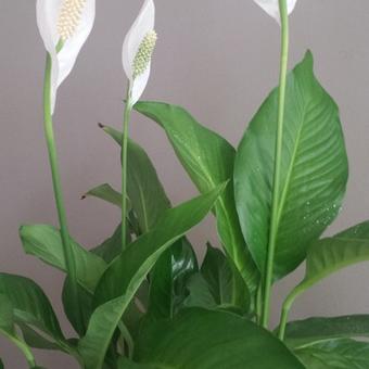 Spathiphyllum