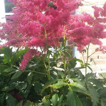 Astilbe x arendsii 'Fanal'