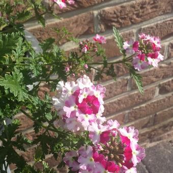 Verbena 'LANAI Twister Cherry Red'