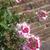 Verbena 'LANAI Twister Cherry Red'