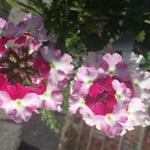 Verbena 'LANAI Twister Cherry Red' - IJzerhard