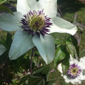 Clematis florida var. florida 'Sieboldiana'