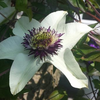 Clematis florida var. florida 'Sieboldiana'