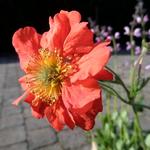 Geum coccineum 'Red Wings' - Nagelkruid