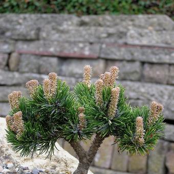 Pinus mugo 'Jacobsen'