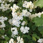 Spiraea betulifolia var. aemiliana - Spierstruik, spirea