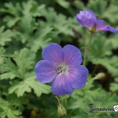 Ooievaarsbek - Geranium himalayense 'Gravetye'