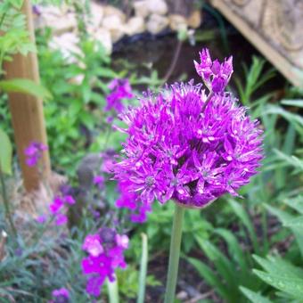 Allium hollandicum 'Purple Sensation'