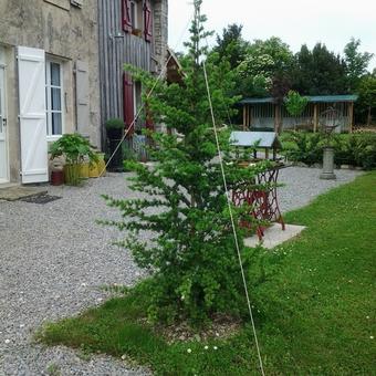 Cedrus atlantica