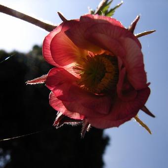 Geum 'Bell Bank'