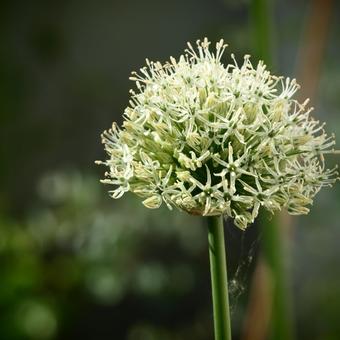 Allium stipitatum 'Mount Everest'