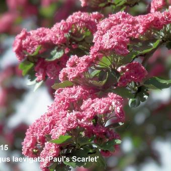 Crataegus x media 'Paul's Scarlet'