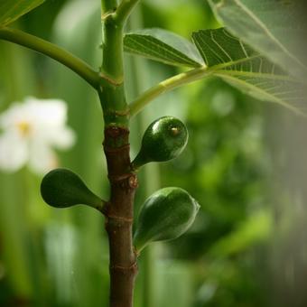 Ficus carica