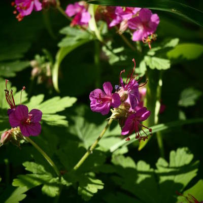 Ooievaarsbek - Geranium macrorrhizum 'Czakor'