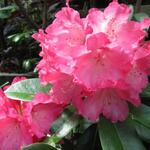 Rhododendron yakushimanum 'Sneezy' - Rododendron