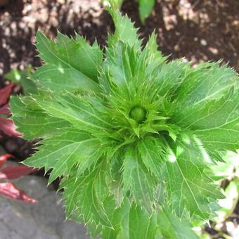 Eryngium alpinum