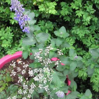 Nepeta grandiflora 'Summer Magic'