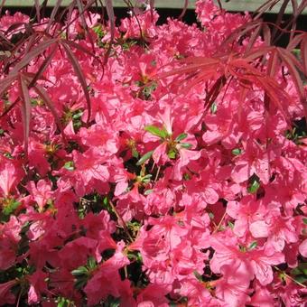 Rhododendron 'Momoko'