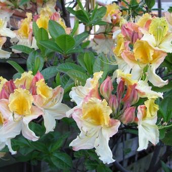 Rhododendron 'Lapwing'