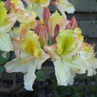 Rhododendron 'Lapwing'