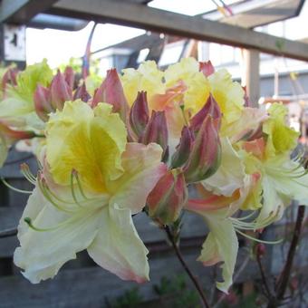 Rhododendron 'Lapwing'