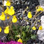 Calceolaria polyrhiza 'Perito Moreno' - Pantoffelbloem