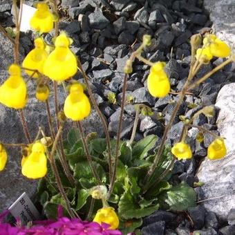 Calceolaria polyrhiza 'Perito Moreno'