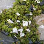 Rhamnus japonica - Japanse duindoorn