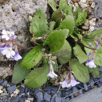 Haberlea rhodopensis