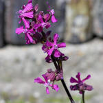 Lychnis alpina 'Lara' - Alpenkoekoeksbloem, Pekanjer