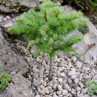 Larix decidua 'Kornik'