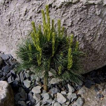 Pinus strobus 'Blue Shag'