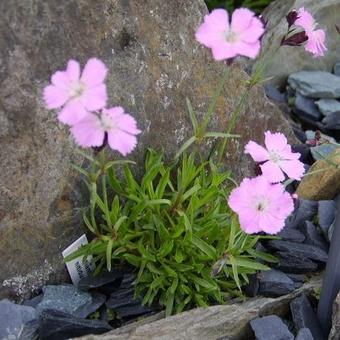 Dianthus nitidus