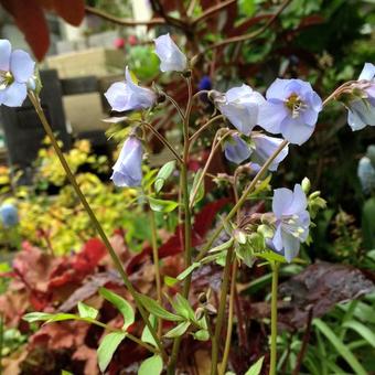 Polemonium reptans 'Blue Compact'