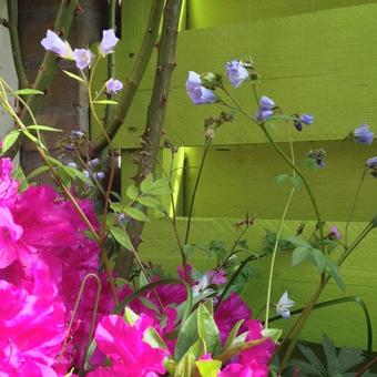 Polemonium reptans 'Blue Compact'