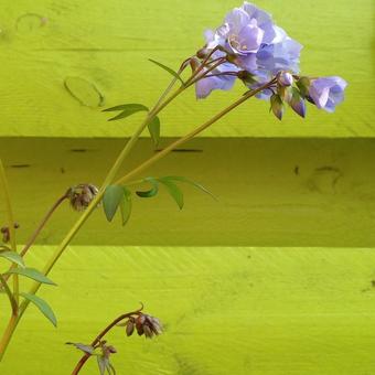 Polemonium reptans 'Blue Compact'