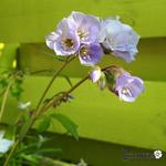 Polemonium reptans 'Blue Compact' - Jacobsladder