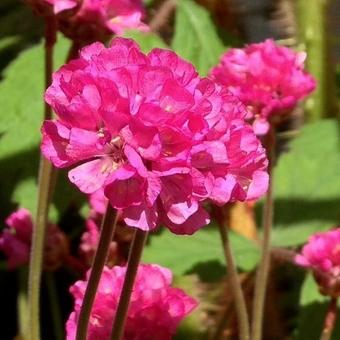 Armeria maritima 'Rubrifolia'