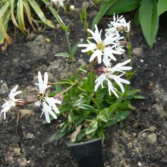 Silene flos-cuculi 'White Robin'